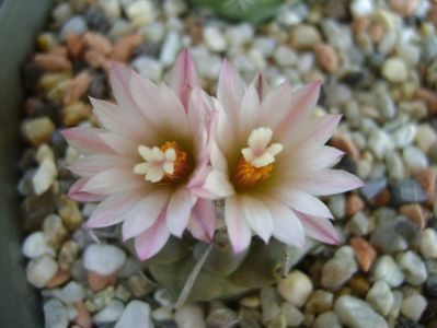 Turbinicarpus schwarzii v. rubriflorus