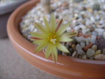 Turbinicarpus krainzianus v. minimus