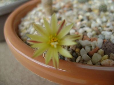 Turbinicarpus krainzianus v. minimus