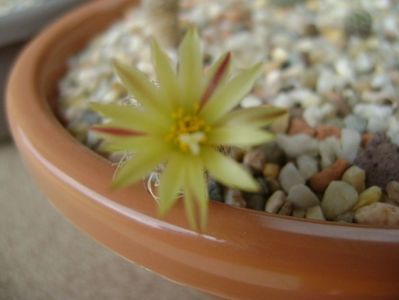 Turbinicarpus krainzianus v. minimus