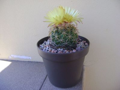 Coryphantha elephantidens v. sulcolanata