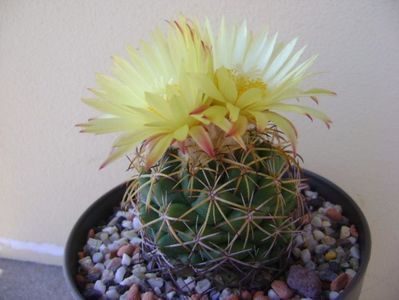 Coryphantha elephantidens v. sulcolanata