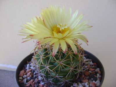 Coryphantha elephantidens v. sulcolanata