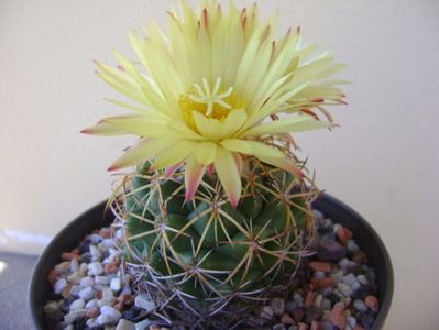 Coryphantha elephantidens v. sulcolanata