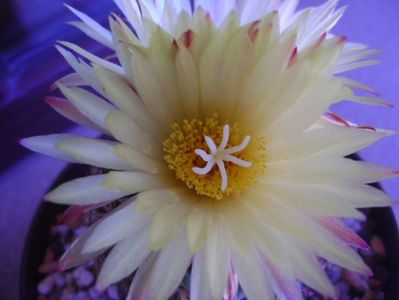 Coryphantha elephantidens v. sulcolanata