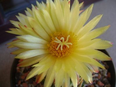 Coryphantha elephantidens v. sulcolanata