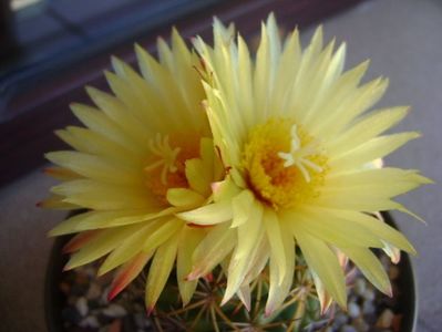 Coryphantha elephantidens v. sulcolanata