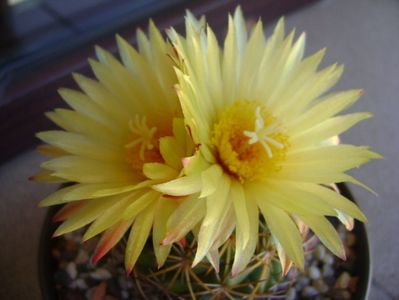 Coryphantha elephantidens v. sulcolanata