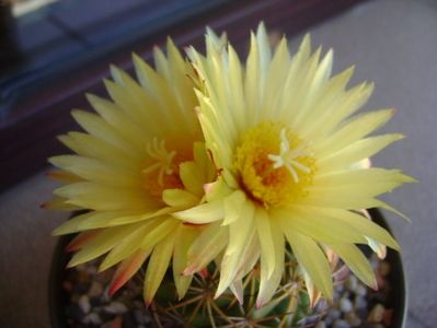 Coryphantha elephantidens v. sulcolanata