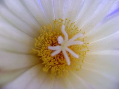 Coryphantha elephantidens v. sulcolanata