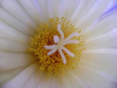 Coryphantha elephantidens v. sulcolanata