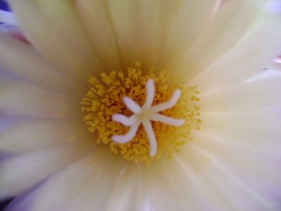 Coryphantha elephantidens v. sulcolanata