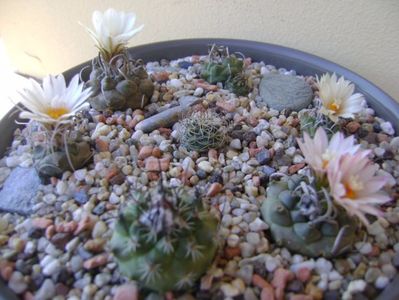 Grup de 7 Turbinicarpus; Turbini. graminispinus
Turbini. klinkerianus
Turbini. schwarzii v. rubriflorus
Turbini. pachystele
Turbini. macrochele 
Turbini. macrochele v. kupcakii                  
Turbini. viereckii
