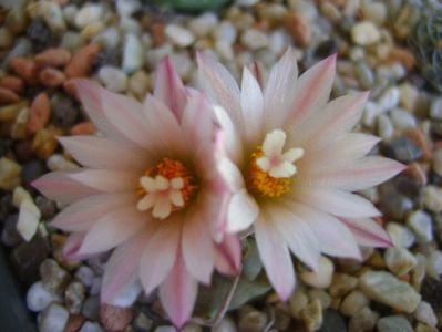 Turbinicarpus schwarzii v. rubriflorus