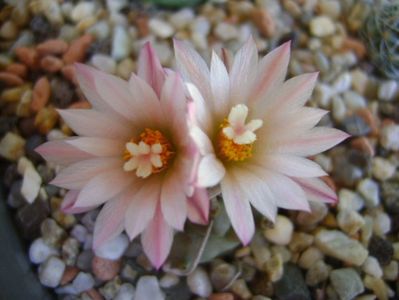 Turbinicarpus schwarzii v. rubriflorus