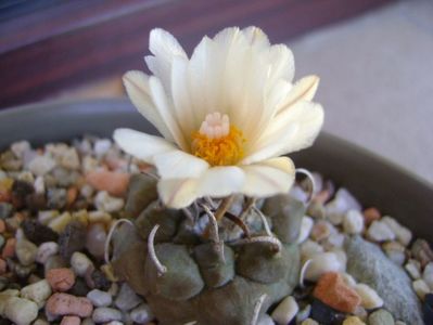 Turbinicarpus macrochele