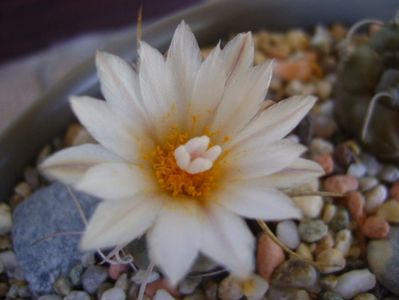 Turbinicarpus macrochele v. kupcakii