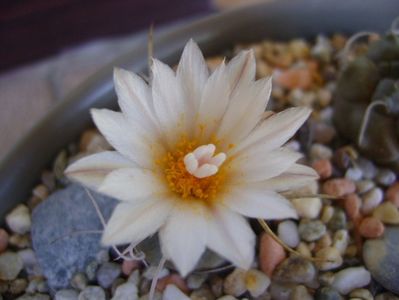 Turbinicarpus macrochele v. kupcakii