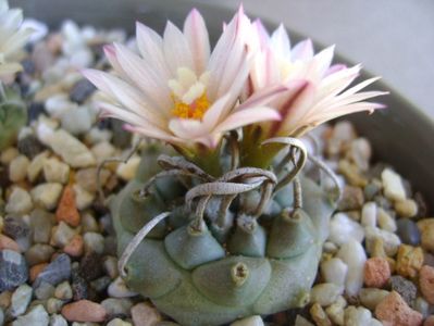 Turbinicarpus schwarzii v. rubriflorus