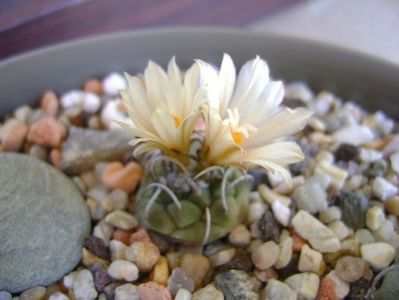 Turbinicarpus pachystele