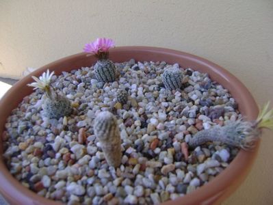 Grup de 6 Turbinicarpus; Turbini. krainzianus v. minimus
Turbini. krainzianus v. lausseri  
Turbini. krainzianus
Turbini. dickisoniae
Turbini. gracilis
Turbini. pseudopectinatus
