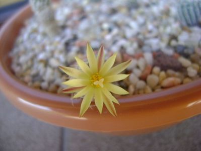 Turbinicarpus krainzianus v. minimus
