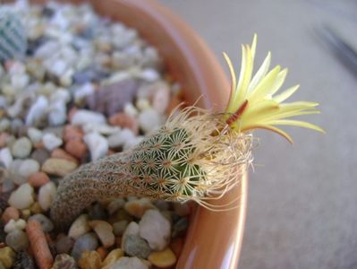 Turbinicarpus krainzianus v. minimus