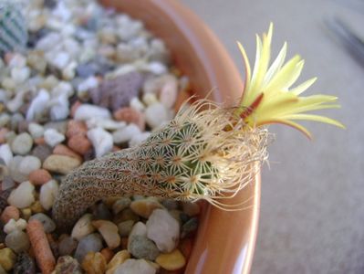 Turbinicarpus krainzianus v. minimus