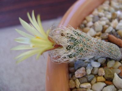 Turbinicarpus krainzianus v. minimus