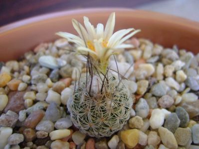 Turbinicarpus krainzianus v. lausseri