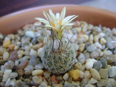 Turbinicarpus krainzianus v. lausseri