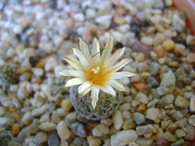 Turbinicarpus krainzianus v. lausseri