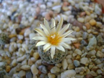 Turbinicarpus krainzianus v. lausseri