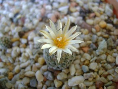 Turbinicarpus krainzianus v. lausseri
