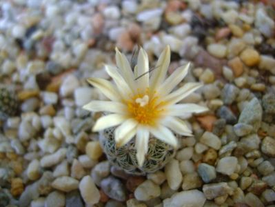 Turbinicarpus krainzianus v. lausseri