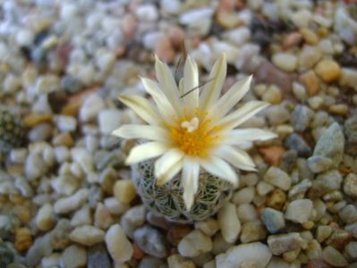 Turbinicarpus krainzianus v. lausseri