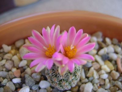 Turbinicarpus dickisoniae