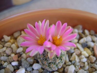 Turbinicarpus dickisoniae