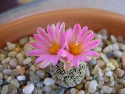 Turbinicarpus dickisoniae