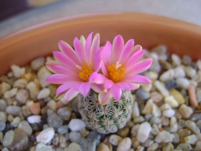 Turbinicarpus dickisoniae