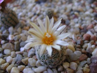 Turbinicarpus krainzianus v. lausseri