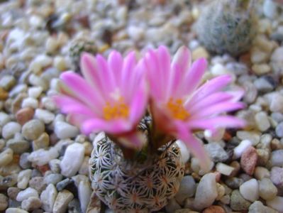 Turbinicarpus dickisoniae