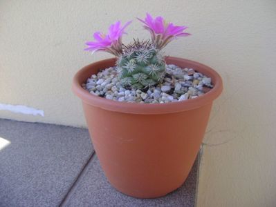 Mammillaria schumannii v. globosa