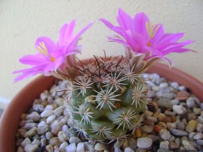 Mammillaria schumannii v. globosa