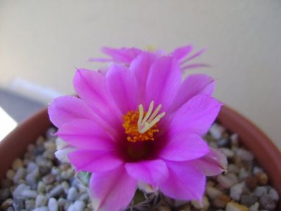 Mammillaria schumannii v. globosa