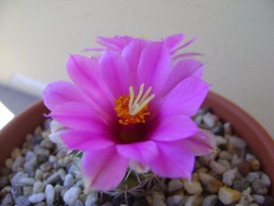 Mammillaria schumannii v. globosa