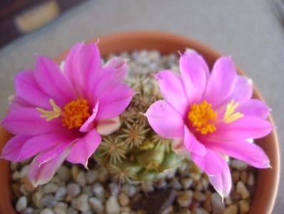 Mammillaria schumannii v. globosa