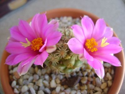 Mammillaria schumannii v. globosa