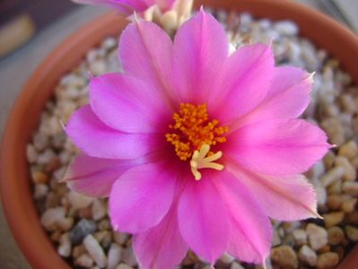 Mammillaria schumannii v. globosa