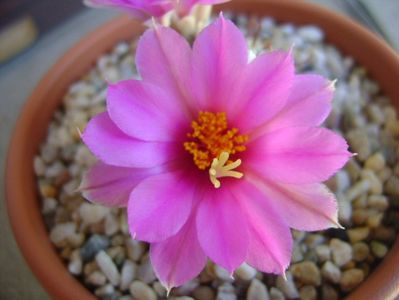 Mammillaria schumannii v. globosa